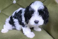 Eden, a female Cavapoo for sale in New Baltimore, MI – 3 of 3