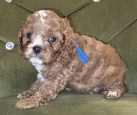 Fritz, a male Cavapoo for sale in New Baltimore, MI – 1 of 4