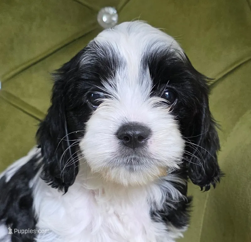Eden – Cavapoo puppy for sale in New Baltimore, MI
