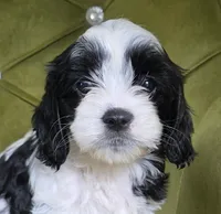 Eden, a female Cavapoo for sale in New Baltimore, MI – 1 of 3