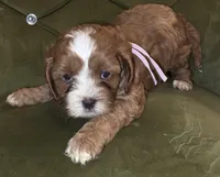 Tazz, a female Cavapoo for sale in New Baltimore, MI – 3 of 3