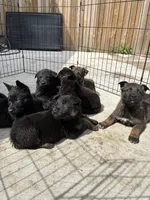 Puppy, a male Belgian Malinois and German Shepherd Dog for sale in Gary, IN – Photo 2 of 2