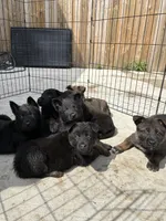 Puppy, a male Belgian Malinois and German Shepherd Dog for sale in Gary, IN – Photo 1 of 2