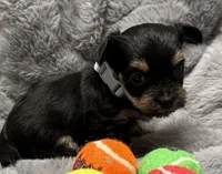 Mara, a female Yorkshire Terrier for sale in Peoria, AZ – Photo 5 of 10