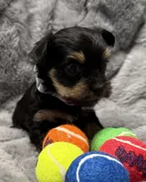 Mara, a female Yorkshire Terrier for sale in Peoria, AZ – Photo 3 of 10