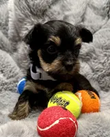 Mara, a female Yorkshire Terrier for sale in Peoria, AZ – Photo 9 of 10