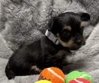 Mara, a female Yorkshire Terrier for sale in Peoria, AZ – Photo 7 of 10