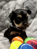 Mara, a female Yorkshire Terrier for sale in Peoria, AZ – Photo 4 of 10
