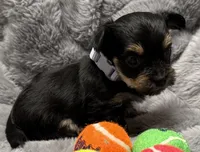 Mara, a female Yorkshire Terrier for sale in Peoria, AZ – Photo 2 of 10