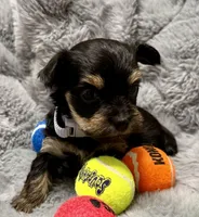 Mara, a female Yorkshire Terrier for sale in Peoria, AZ – Photo 8 of 10