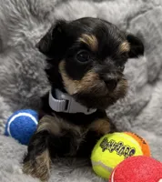 Mara, a female Yorkshire Terrier for sale in Peoria, AZ – Photo 10 of 10