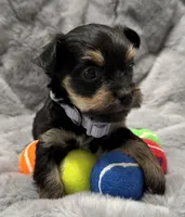 Mara, a female Yorkshire Terrier for sale in Peoria, AZ – Photo 1 of 10