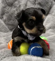 Mara, a female Yorkshire Terrier for sale in Peoria, AZ – Photo 6 of 10