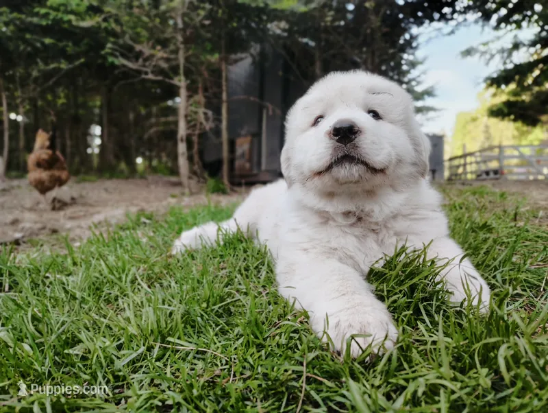 Pyrenees Boy – Great Pyrenees puppy for sale in Sagola, MI