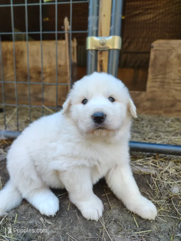 Pyrenees Boy, a male Great Pyrenees for sale in Sagola, MI – 1 of 1