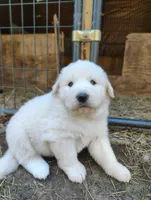 Pyrenees Boy, a male Great Pyrenees for sale in Sagola, MI – 1 of 1
