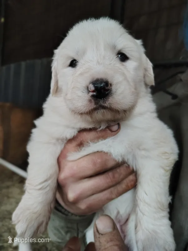 Pyrenees Girl  – Great Pyrenees puppy for sale in Sagola, MI