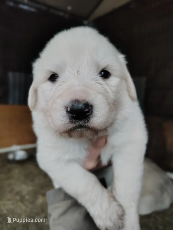 Pyrenees Girl  – Great Pyrenees puppy for sale in Sagola, MI