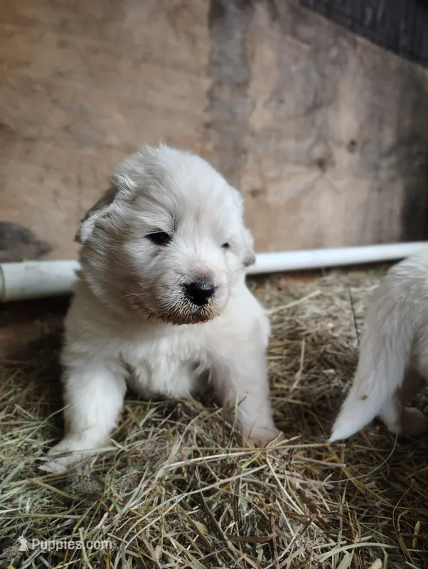 Pyrenees Girl  – Great Pyrenees puppy for sale in Sagola, MI
