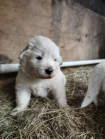 Pyrenees Girl , a female Great Pyrenees for sale in Sagola, MI – 1 of 1