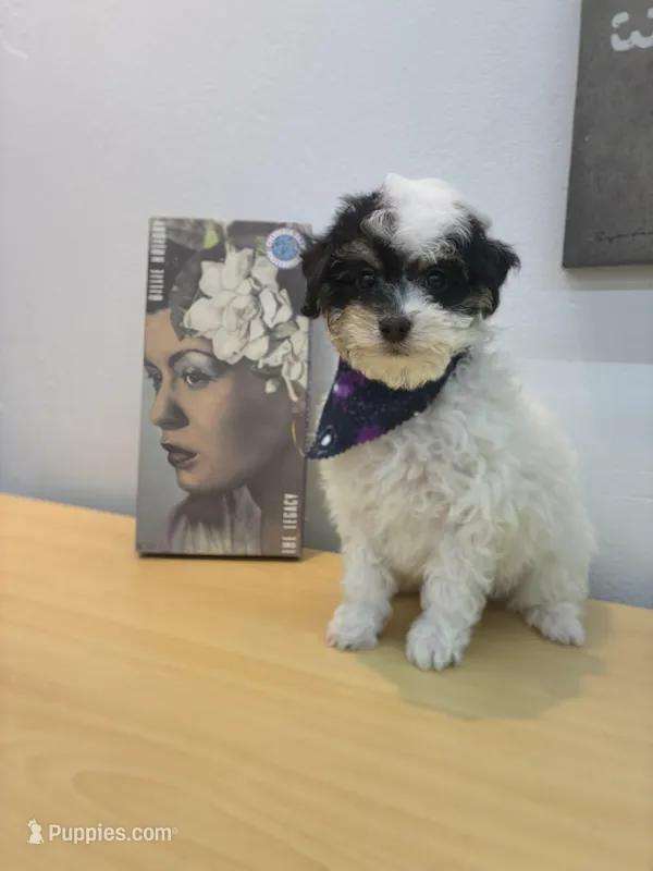 Poppy – Maltipoo puppy for sale in Houston, TX