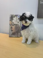 Poppy, a female Maltipoo for sale in Houston, TX – Photo 1 of 4