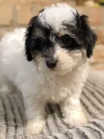 Poppy, a female Maltipoo for sale in Houston, TX – Photo 3 of 4