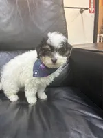 Poppy, a female Maltipoo for sale in Houston, TX – Photo 2 of 4