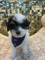 Poppy, a female Maltipoo for sale in Houston, TX – Photo 4 of 4
