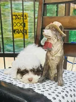 Charlie, a male Maltipoo for sale in Houston, TX – Photo 2 of 3