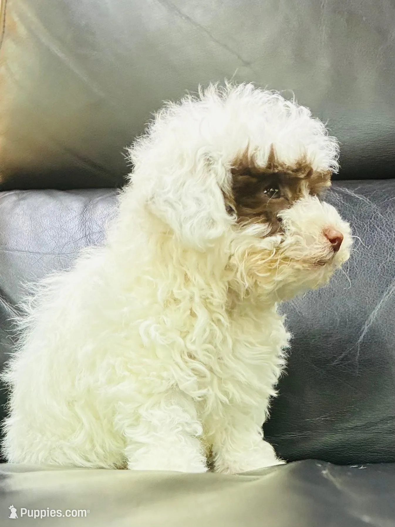 Charlie – Maltipoo puppy for sale in Houston, TX