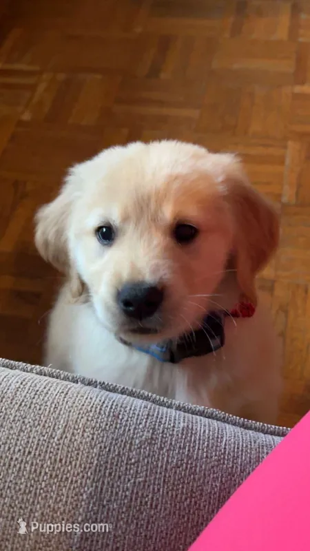 Douglas  – Golden Retriever puppy for sale in Boone, NC