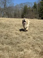 Douglas , a male Golden Retriever for sale in Boone, NC – Photo 4 of 4