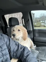 Douglas , a male Golden Retriever for sale in Boone, NC – Photo 3 of 4