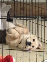 Douglas , a male Golden Retriever for sale in Boone, NC – Photo 2 of 4