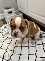 Litter 1, a male American Bulldog for sale in Hemet, CA – 2 of 4