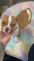 Litter 1, a male American Bulldog for sale in Hemet, CA – 1 of 4