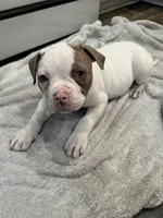 Litter 1, a male American Bulldog for sale in Hemet, CA – 4 of 4