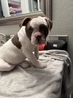 Litter 1, a male American Bulldog for sale in Hemet, CA – 3 of 4