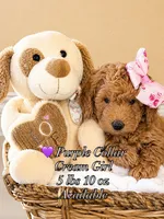 💜 Purple – Cream Girl, a female Miniature Goldendoodle for sale in Phoenix, AZ – 2 of 2