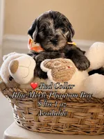 Red – Blue Merle Phantom Mini Goldendoodle Boy, a male Miniature Goldendoodle for sale in Phoenix, AZ – 2 of 3