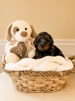 🖤   Black – Blue Merle Phantom Boy, a male Miniature Goldendoodle for sale in Phoenix, AZ – 1 of 1