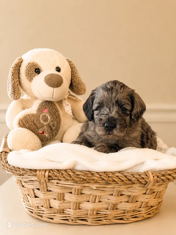 🧡 Orange – Blue Merle Boy – Miniature Goldendoodle puppy for sale in Phoenix, AZ