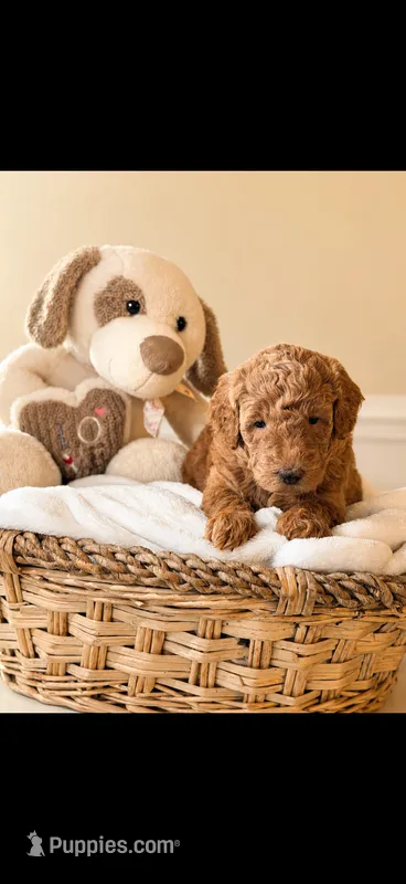 💜 Purple – Cream Girl – Miniature Goldendoodle puppy for sale in Phoenix, AZ