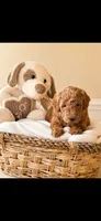 💜 Purple – Cream Girl, a female Miniature Goldendoodle for sale in Phoenix, AZ – 1 of 1
