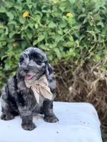 Red – Blue Merle Phantom Mini Goldendoodle Boy, a male Miniature Goldendoodle for sale in Phoenix, AZ – 3 of 3