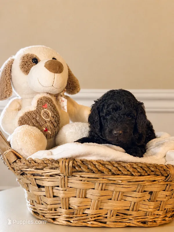 💙 Blue – Dark Chocolate Boy – Miniature Goldendoodle puppy for sale in Phoenix, AZ