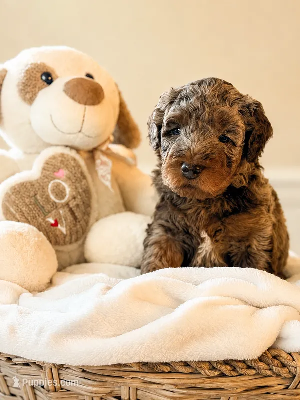 🩵 Aqua – Chocolate Merle Phantom Mini Goldendoodle – Miniature Goldendoodle puppy for sale in Phoenix, AZ