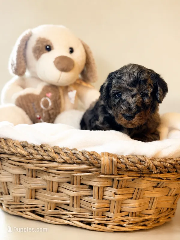 🩷  Pink – Blue Merle Phantom Girl – Miniature Goldendoodle puppy for sale in Phoenix, AZ