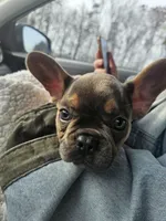 Lil Man, a male French Bulldog for sale in Pasadena, MD – Photo 2 of 2